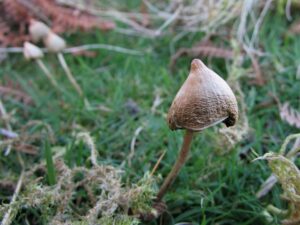 Buy Liberty Caps Online
