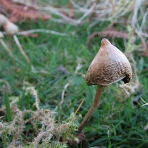Buy Liberty Caps Online