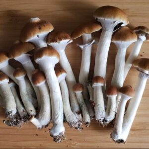 Psilocybe Cubensis