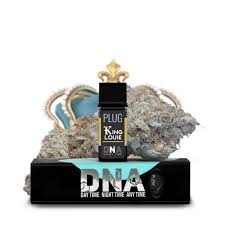 Plug DNA King Louie XIII