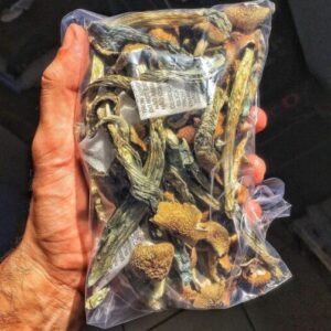 Buy Golden Teacher Mushrooms