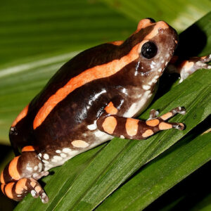 Phrynomantis Bifasciatus Toad Venom