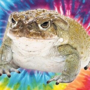 Bufo Bufo Toad Venom for sale